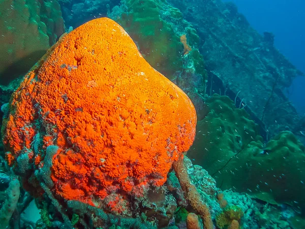 Agelas Clathrodes Também Conhecida Como Esponja Orelha Elefante Laranja — Fotografia de Stock