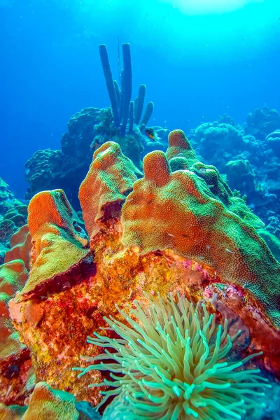 Arrecife Coral Del Caribe Frente Costa Isla Carribean Bonaire —  Fotos de Stock