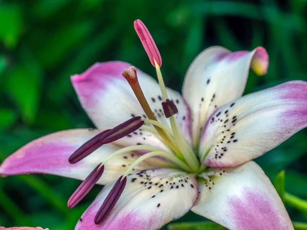 Daylily Jardim Parque Verão — Fotografia de Stock