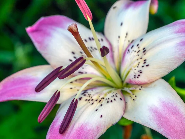 Daylily Jardín Del Parque Verano —  Fotos de Stock