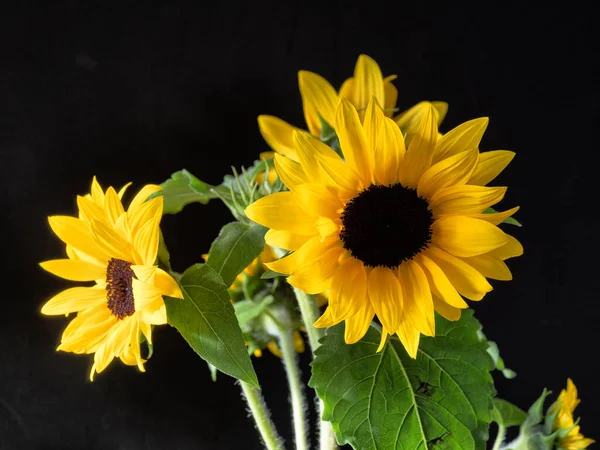 Helianthus Annuus Die Gewöhnliche Sonnenblume Ist Eine Große Einjährige Pflanze — Stockfoto