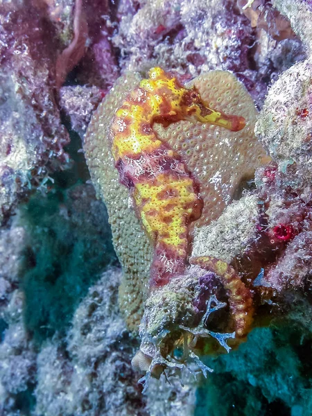 Cavalluccio Marino Nome Dato Specie Piccoli Pesci Marini Del Genere — Foto Stock