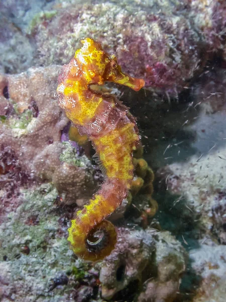 Seahorse Nome Dado Espécies Peixes Marinhos Género Hippocampus — Fotografia de Stock