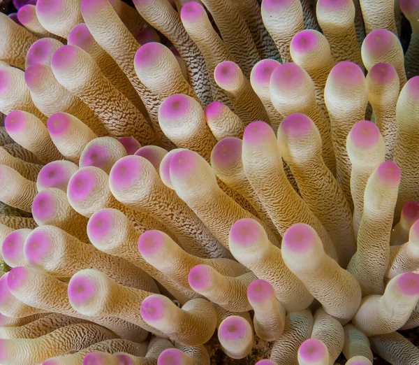 Seeanemonen Sind Eine Gruppe Mariner Räuberischer Tiere Der Ordnung Actiniaria — Stockfoto