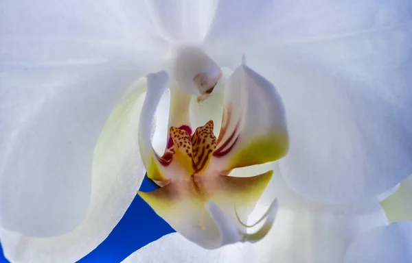 Dendrobium Género Botânico Pertencente Família Das Orquídeas Orchidaceae — Fotografia de Stock