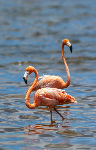 Americký Flamingo Phoenicopterus Ruber Velký Druh Plameňáka Úzce Souvisí Větší — Stock fotografie