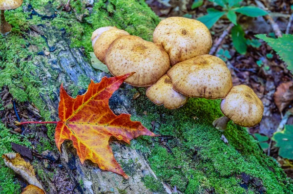 Bodegón Otoño Con Hojas Setas — Foto de Stock