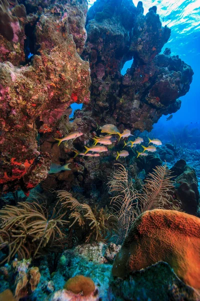 Karibiska Korallrev Utanför Bonaires Kust — Stockfoto