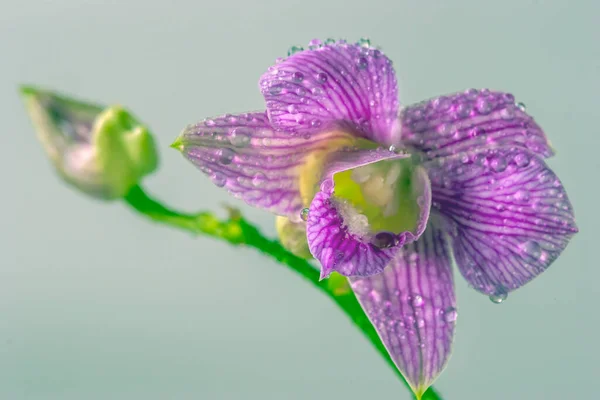 Dendrobium Género Orquídeas Epifitas Litofíticas Perteneciente Familia Orchidaceae —  Fotos de Stock