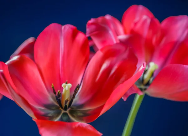 Tulipán Tavasszal Rendezett Piros Kék Alapon — Stock Fotó