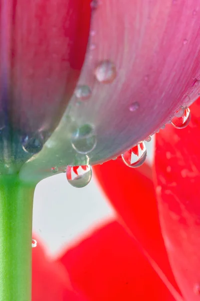 Red Tulip Coseup What Drops — Stock Photo, Image