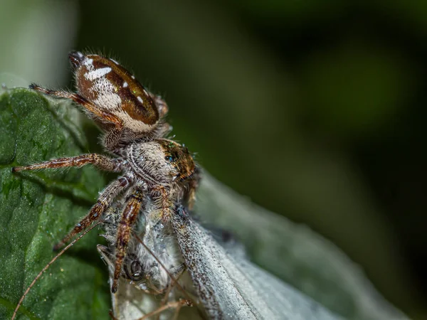 Ragni Saltatori Sono Gruppo Ragni Che Costituiscono Famiglia Salticidae Che — Foto Stock