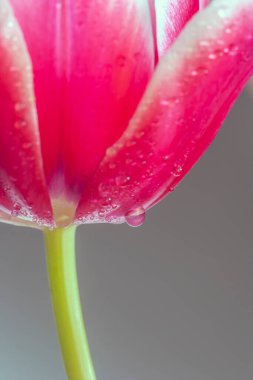 İlkbaharda Lale düzenlenir