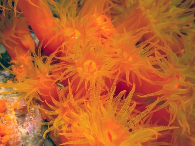 Bonaire adasının kıyısındaki Karayip mercan resifleri