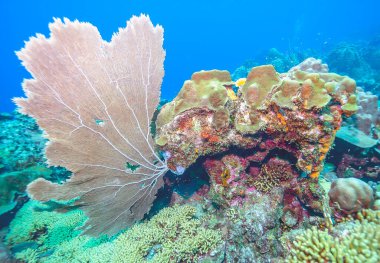 Bonaire adasının kıyısındaki Karayip mercan resifleri