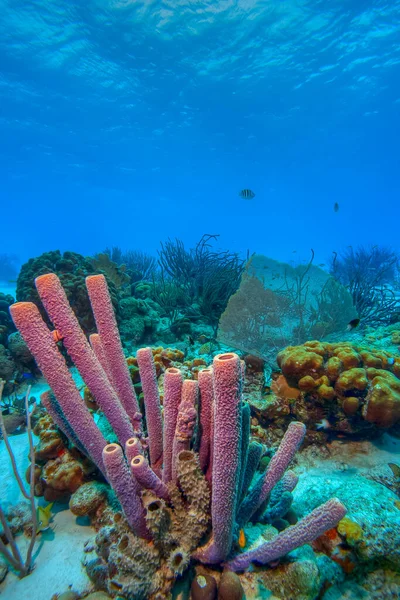 Arrecife Coral Del Caribe Frente Costa Isla Bonaire —  Fotos de Stock
