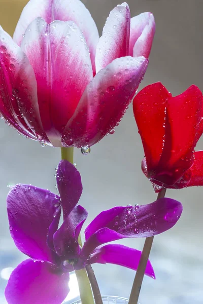 Tulpe Frühling Garten — Stockfoto