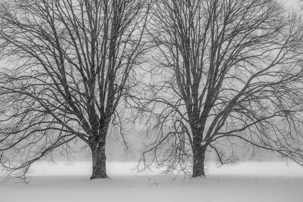 Central Park Winter Mitten Schneesturm — Stockfoto