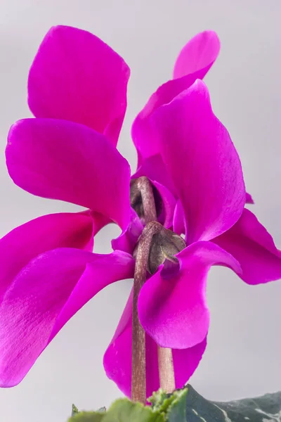 Flor Ciclamen Flor Sobre Fondo Blanco Estudio —  Fotos de Stock