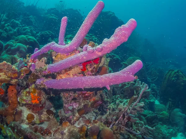 Rafa Koralowa Karaibach Wybrzeży Wyspy Bonaire — Zdjęcie stockowe