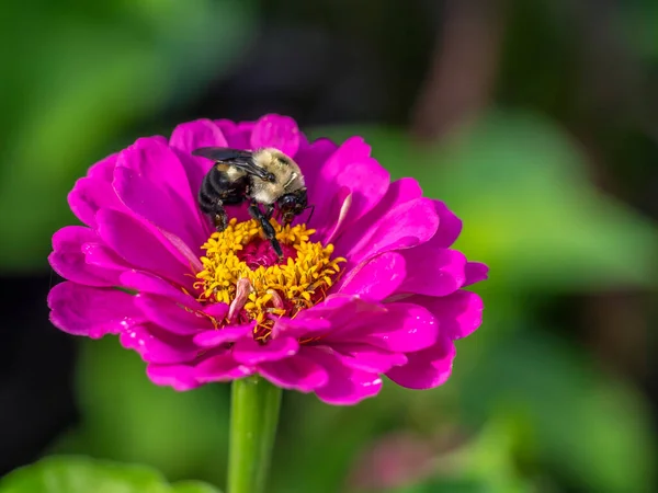 Шмель Шмель Род Bombus Часть Семейства Apidae Одна Пчелиных Семей — стоковое фото