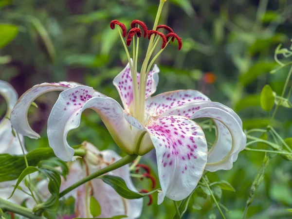 Lilium Stargazer Liljan Hybrid Lilja Från Den Orientaliska Gruppen — Stockfoto