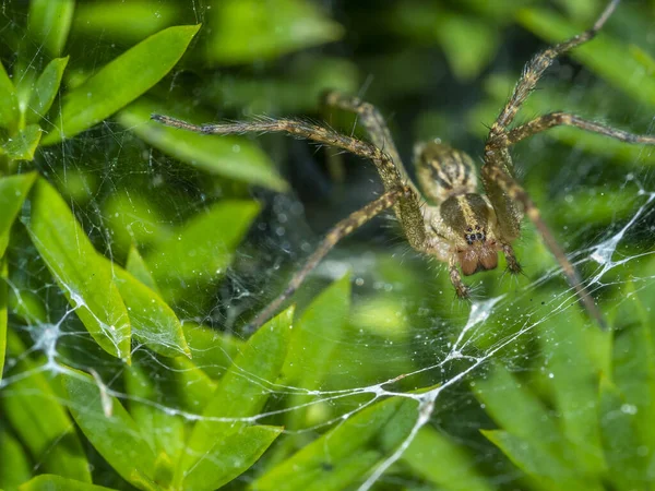 Aglaoctenus Genus Wolf Spiders Found Gardens — Stock Photo, Image