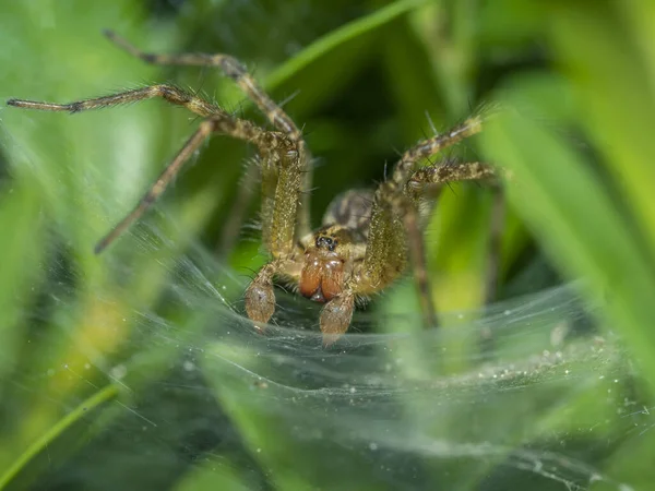 Aglaoctenus Een Geslacht Van Spinnen Uit Familie Wolfspinnen Aglaoctenidae — Stockfoto