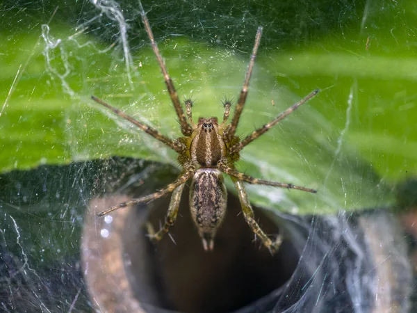 Aglaoctenus Genus Wolf Spiders Found Gardens — Stock Photo, Image