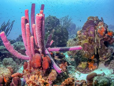 Bonaire adasının kıyısındaki Karayip mercan resifleri