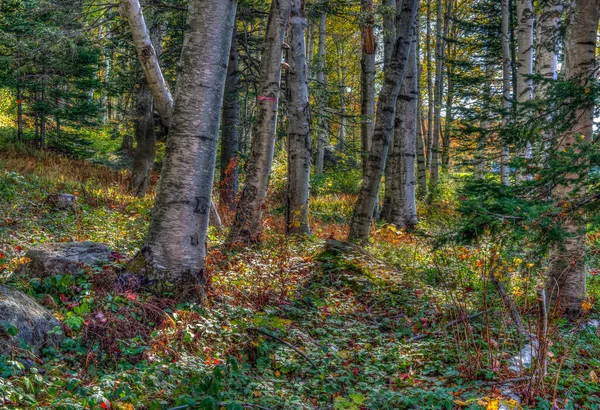Kancamagus Karayolu Huş Ağacı Ormanının Manzarası — Stok fotoğraf