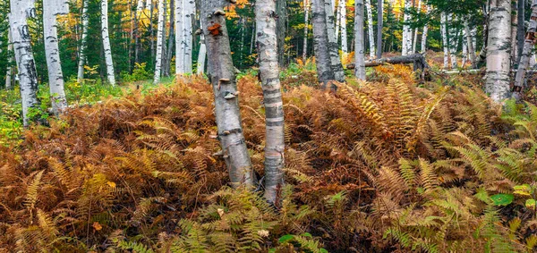 Kancamagus Karayolu Nun Manzarası Huş Ağacı Ormanı — Stok fotoğraf
