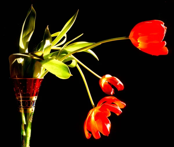 Tulpe Frühling Arrangement Rot Der Vase Auf Schwarzem Hintergrund — Stockfoto