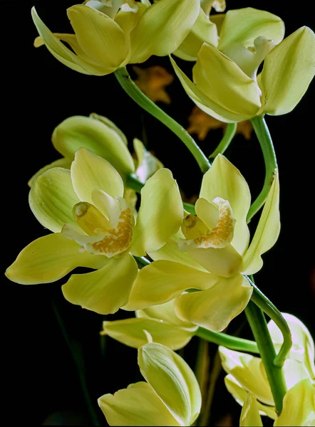 Phalaenopsis Comúnmente Conocido Como Orquídeas Polilla Primer Plano —  Fotos de Stock