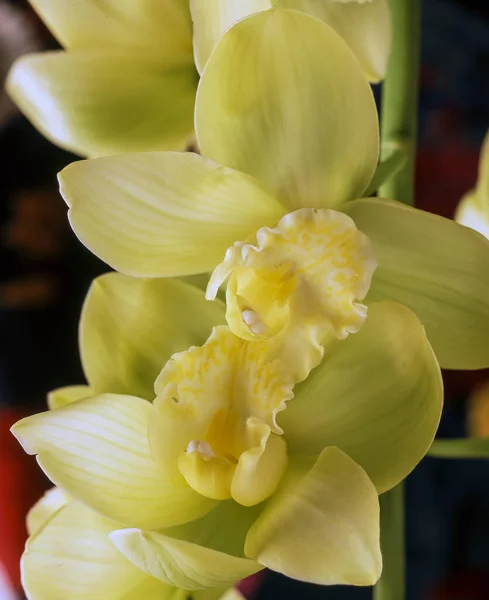 Фаленопсис Широко Известный Орхидеи Мотыльки Крупным Планом — стоковое фото