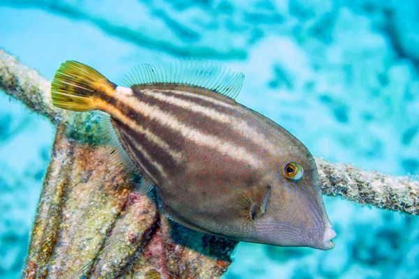 Cantherhines Pullus Una Specie Pesce Leucospino Aranciato — Foto Stock