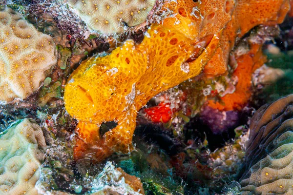 Longlure Frogfish Antennarius Multiocellatus Species Frogfish Genus Antennarius Found Western — Stock Photo, Image