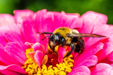 Yaban arısı, yaban arısı, Bombus cinsi, Apidae cinsi, arı ailesinden biri..