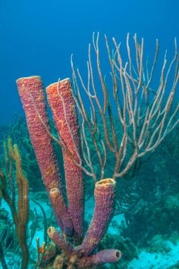 Bonaire adasının kıyısındaki Karayip mercan resifleri