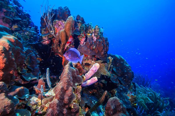 Recifes Coral Das Caraíbas Largo Costa Ilha Bonaire — Fotografia de Stock