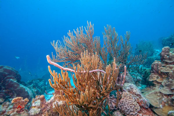 Rafa Koralowa Karaibach Wybrzeży Wyspy Bonaire — Zdjęcie stockowe