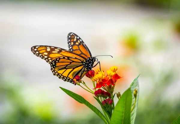 帝王蝶 大牛蝶 是金银蝶科的一种乳草蝴蝶 — 图库照片