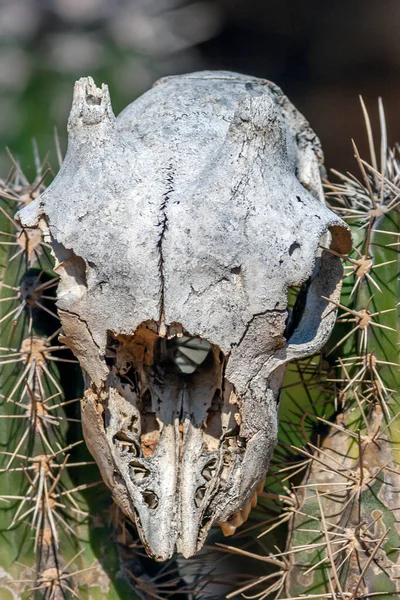 Skull of goat on a catus island of Bonaire
