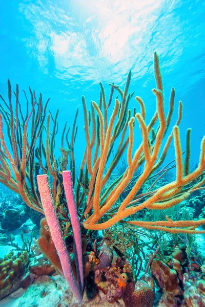 Caraïbisch Koraalrif Voor Kust Van Bonaire — Stockfoto