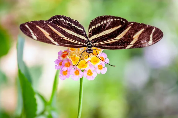 Heliconius Charithonia Una Especie Mariposa Perteneciente Subfamilia Heliconiinae Familia Nymphalidae — Foto de Stock