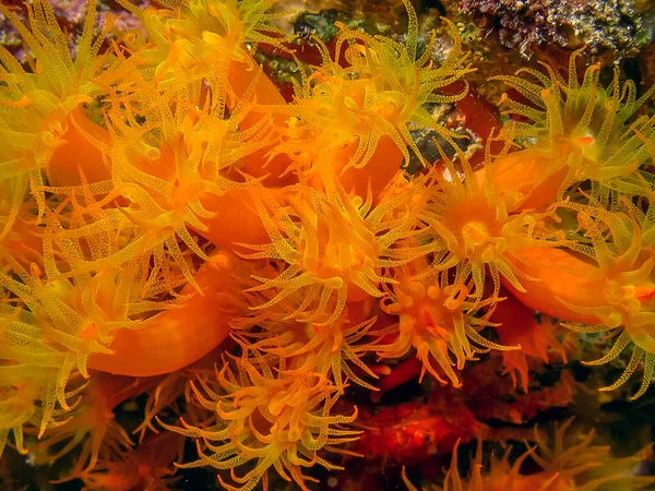 Orange Cup Coral Tubastraea Coccinea Belongs Group Corals Known Large — Stock Photo, Image