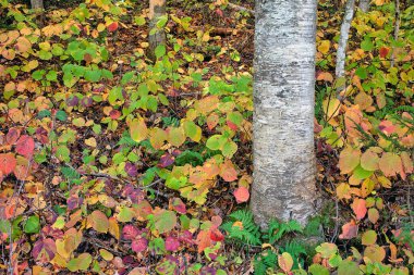 Ormanda sonbahar yaprakları 