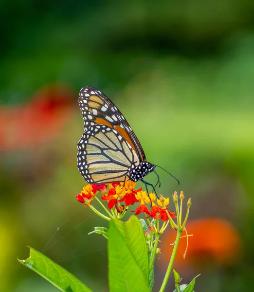 Monarca Farfalla Danaus Plexippus Una Farfalla Mungitura Della Famiglia Nymphalidae — Foto Stock