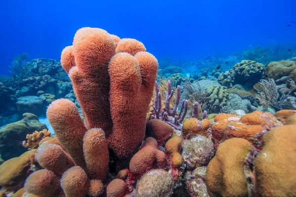 Karib Tengeri Korallzátony Bonaire Szigetének Partjainál — Stock Fotó