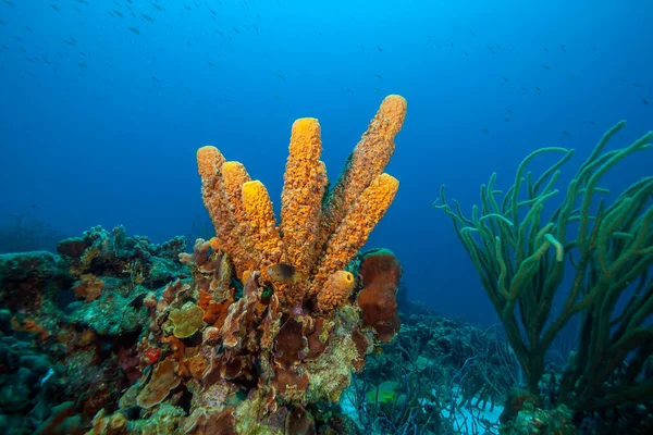 Arrecife Coral Del Caribe Frente Costa Isla Bonaire — Foto de Stock